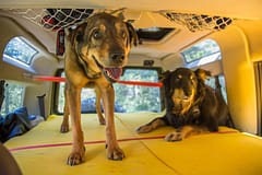 Dog buds ready for an off road adventure in their Land Rover