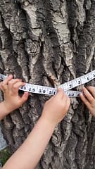 Outdoor Activity for Kids - Measure the circumference of a tree to get its age
