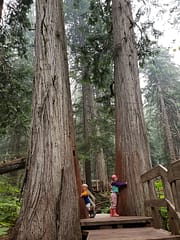 Forest Boardwalk