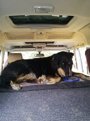 Land Rover bed being enjoyed by pup