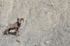 Radium Hot Springs most popular residents are Big Horn Sheep