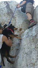 helping dog up steep incline
