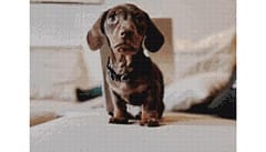 Example Mockup - Dachshund