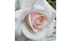Example Mockup - Rose