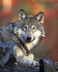 canada day 150 wolf image