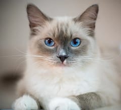 cat blue eyes