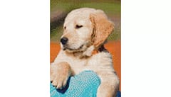 Example Mockup - Golden Retriever Puppy