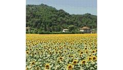 Example Mockup - Sunflowers